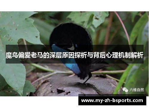 魔鸟偏爱老马的深层原因探析与背后心理机制解析